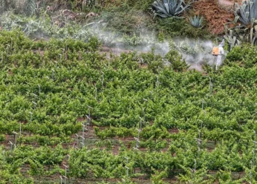 ESTA NOTICIA ES MOTIVADA POR LA INCOMPETENCIA DE POLÍTICOS POCO RESPONSABLES CON SUS OBLIGACIONES PARA CON LOS AGRICULTORES Y GANADEROS DE ESTA TIERRA, DONDE MIRAN HACIA OTRO LADO MIENTRAS ALGUNOS IMPORTADORES NOS ARRUINAN INTRODUCIENDO PRODUCTOS PROHIBIDOS CON PLAGAS Y ENFERMEDADES. ¿DONDE ESTAN LAS HERRAMIENTAS FITOSANITARIAS PARA COMBATIR ESTAS PLAGAS Y ENFERMEDADES?, ¿QUE ESTAN HACIENDO PARA SOLUCIONAR EL PROBLEMA GRAVE QUE TENEMOS LOS AGRICULTORES DE LOS CULTIVOS DE PLÁTANO, AGUACATE, PIÑA TROPICAL, ETC…?  EL DIA: Detectan una plaga de filoxera en viñedos de Tenerife Es la primera vez en la historia que se localiza una enfermedad que está considerada como el ‘covid de la vid’