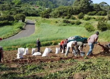 CANARIASAHORA: Millones de kilos de papa ‘del país’ se quedan sin vender este verano mientras crece la amenaza de la importación