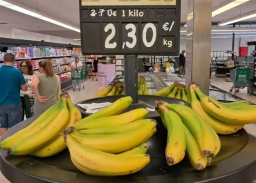 CANARIASAHORA:  El platanero canario ya solo ‘cosecha’ pérdidas con las ventas en la Península.      El valor de la fruta alcanza los 0,51 euros/kilo, precio en verde al por mayor para las categorías superiores; con esa cotización no se cubre el coste agrícola y por lo tanto ya hay venta general con pérdidas, pero quizá quede lo peor: la llegada al suelo de 0,30 euros y la posible ‘pica’