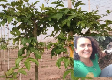 ATLÁNTICOHOY: La agricultura canaria sigue perdiendo terreno: “Más del 60% del suelo cultivable está en desuso”