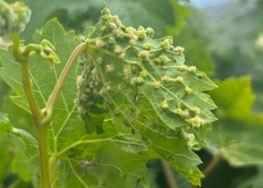 EL DIARIO DE AVISOS: El Gobierno de Canarias lanza prohibiciones para contener la plaga de filoxera en las Islas
