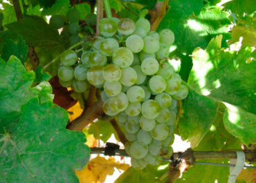AGROINFORMACIÓN:Exigen a las bodegas cumplir la Ley de la Cadena: la vendimia de uva para cava ya casi finalizada y aún no saben a qué precio la cobrarán