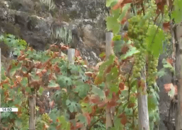 TV CANARIA: El Colegio de Ingenieros Agrónomos de Centro y Canarias explica el apoyo a las medidas de la Consejería de prohibir el movimiento de uva entre las islas además de ver razonable la posible restricción en la entrada de uva de fuera para contener la propagación de la filoxera.