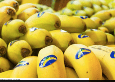 FREZH PLAZA: El desplome de precios pone al plátano de Canarias en «alerta roja»