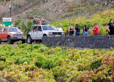 ATLÁNTICOHOY: Tegueste cancela la Fiesta de la Vendimia como medida preventiva ante la filoxera