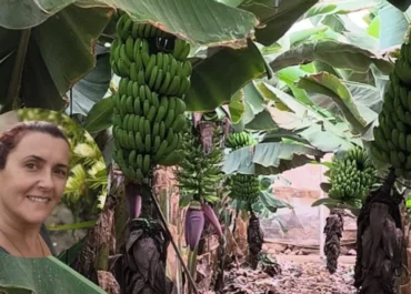 ATLÁNTICO HOY: Así es como vender plátano en la Península hace que todo sea más barato: «Afecta a toda la red» Hiurma Chico destaca que el plátano canario es más que fruta: sostiene la red logística, reduce costos de importación y refuerza la seguridad alimentaria, pese a debates sobre riego y normativas