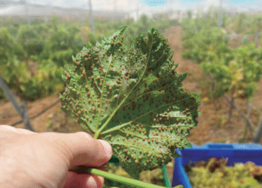 DIARIO DE AVISOS: Canarias se blinda ante la filoxera y rechaza la entrada de uva peninsularO DE AVISOS: