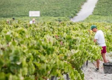 ATLÁNTICOHOY: El Gobierno canario destinará 436.000 euros para dar ayudas a la agricultura ecológica
