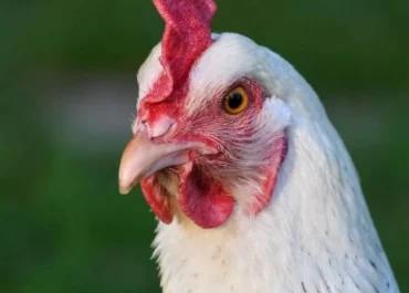ATLÁNTICO HOY: El bloqueo europeo a Brasil por un brote de gripe aviar acaba con las reservas de pollo en CanariasATLÁNTICOHOY: