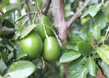 LA RAZÓN: Marruecos pierde la mitad de la producción de aguacate debido a la sequía