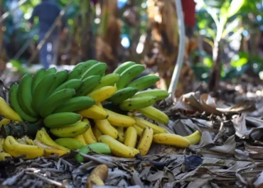 ATLÁNTICOHOY: Productores de plátano denuncian pérdidas millonarias por la prohibición de un insecticida Según Palca, la retirada práctica del Gazel estaría detrás del avance descontrolado de mosca blanca, cochinilla y ácaros en las fincas