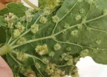 CANARIASAHORA:  El Cabildo de Tenerife da por “contenida” la plaga de filoxera en la isla con 65 localizaciones en la “zona cero”      Tras más de 4.000 prospecciones, solo se ha encontrado presencia de este insecto en Tacoronte Acentejo-La Orotava