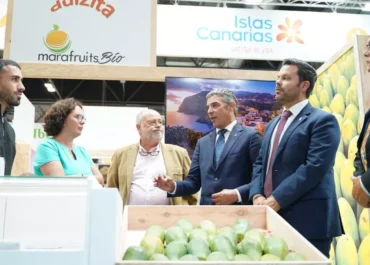 CANARIASAHORA: Canarias triplicó los envíos de aguacate al mercado peninsular y extranjero en 2024