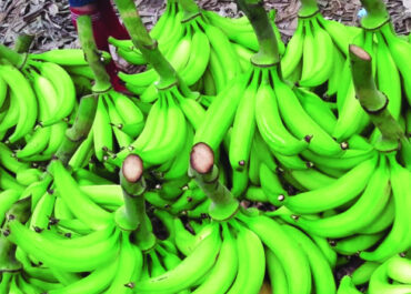LISTIN DIARIO: Los bananos en Ecuador, principal exportador mundial, afectados por una enfermedad que no es tratable