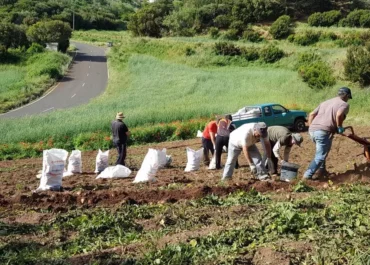CANARISAHORA: Mal agosto para la papa del país en Canarias mientras importadores y supermercados ‘abrazan’ la de fuera