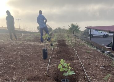 ELTIME: El Cabildo de La Palma impulsa una parcela demostrativa para revalorizar la higuera como cultivo de futuro