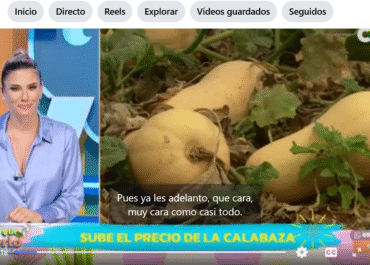 TV CANARIA: Elias Marrero; Este año no lo hemos tenido fácil: la plaga de la mosca Dacus frontalis (conocida por afectar a las calabazas) nos puso a prueba, pero gracias a nuestro esfuerzo, trampas específicas y el uso de plásticos protectores, hemos conseguido sacar adelante un producto fresco, sano y de calidad. 💪