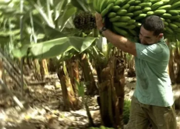 CANARIASAHORA: El precio del plátano no remonta en septiembre y solo hay migajas en las liquidaciones de julio