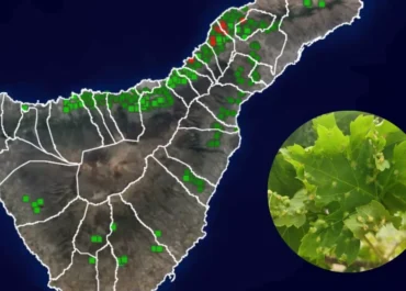 ATLÁNTICOHOY: Las prospecciones de filoxera en Tenerife abarcan 25 municipios y los casos positivos se elevan a 45