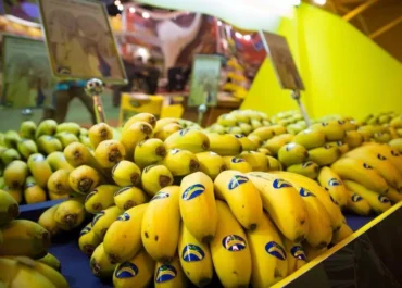 CANARIASAHORA: La banana se hace grande: de la reserva del mercado nacional al 49% de cuota para el plátano hasta este agosto