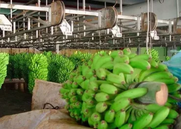 CANARIASAHORA: https://eldigitalsur.com/sucesos/operacion-opson-xiv-guardia-civil-fraude-alimentario-espana/