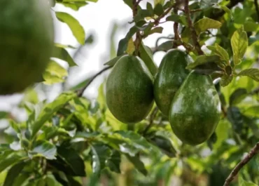 EL DEBATE: Calma en el aguacate español a dos meses de su momento clave: «Primero los kilos, luego el precio»