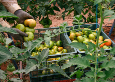 AGROINFORMACION: El Parlamento Europeo aprueba el blindaje de los contratos por escrito en el campo: satisfacción en el sector pero enfado de Cooperativas
