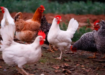 AGROINFORMACION: Más de medio millón de aves han tenido que ser sacrificadas solo en los últimos tres focos de gripe aviar de Madrid y Valladolid