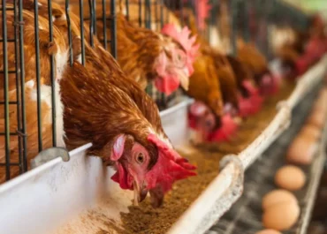 ATLÁNTICOHOY: Quintero: “Hubo que vender las jaulas de gallinas a Marruecos y ahora compiten con el huevo canario” El consejero de Agricultura del Gobierno de Canarias denuncia que en Europa no se cumplen las cláusulas espejo: «Los agricultores, ganaderos y pescadores canarios garantizan productos saludables, pero los países terceros no cumplen los mismos estándares»