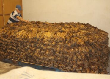 RADIO INSULAR: Canarias ya exporta más tabaco que plátanos: un giro histórico en la economía regional