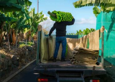 EL APURÓN: El sector platanero de Canarias pide el detalle del acuerdo de apoyo agrícola de España a Ecuador
