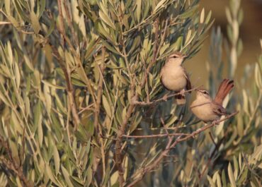 AGRONEWS CASTILLA Y LEON: Novedades PAC 2026: obligación de documentar los arrendamientos rústicos