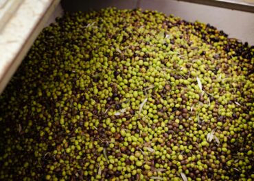 MUNDO DEPORTIVO:Científicos españoles encuentran el uso definitivo para el hueso de aceituna: un compost que regenera el suelo del olivo y elimina los fertilizantes sintéticos
