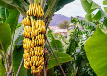 FRESH PLAZA: La oferta de plátano canario se ajusta para suavizar la caída de precios hasta enero de 2026