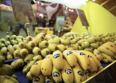 CANARIASAHORA: El plátano de Canarias ya acumula tres semanas con caídas de los precios que percibirán los agricultores