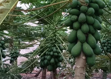 CANARIASAHORA:  La Cooperativa Agrícola del Norte de Gran Canaria lanza la marca Lairaga Tropical, ‘alma mater’ de su proyecto de frutas subtropicales      La iniciativa inversora, pionera en Canarias y avalada por el Cabildo insular, el Gobierno de Canarias y la UE, prevé recuperar 100 hectáreas para esos cultivos