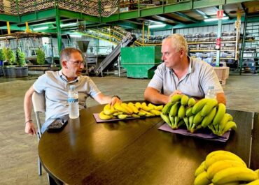 FRESH PLAZA:  «La comercialización del plátano, más allá del mercado peninsular es una ambición histórica de Canarias» Cupalma y Grupo Orsero se unen para impulsar la exportación de plátano de Canarias IGP en Europa
