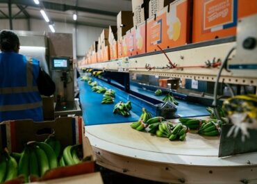 FRESH PLAZA: La banana francesa sigue creciendo con la ampliación de las instalaciones industriales de Dunkerque