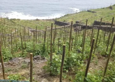 CANARIASAHORA:  El campo y la pesca suben un peldaño su aportación al PIB de Canarias, pero siguen lejos del mejor dato reciente      El sector primario representa en 2024, según el dato de avance del INE, el 1,6% de la riqueza general de las islas, 913 millones de euros a precios corrientes en términos de PIB, solo una décima más que el registro corregido de 2023, el 1,5% y 789 millones, y a casi un punto porcentual del nacional, en el 2,5%