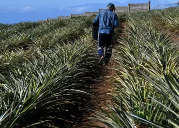 EL DIA: El campo canario avanza hacia un modelo dominado por grandes empresas