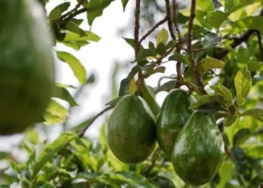 EL DEBATE:  El aguacate de Marruecos no se conforma con la UE y ataca el mercado asiático La vigencia de la fruta tropical del país africano en Europa está más que consolidada