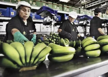 CANARIASAHORA:  El precio del plátano de Canarias sigue cayendo: lo vendido esta semana solo devolverá pérdidas al agricultor.      Esta semana, la 50, con solo 6,2 millones de kilos enviados a la Península, las cotizaciones en verde y al por mayor han oscilado entre 0,80 y 0,90 euros por kilo para calidades superiores, rangos que se traducen en ventas con pérdidas para los cosecheros, por debajo de 0,50 euros de retorno final.