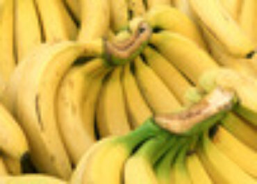 FRESH PLAZA: El precio del plátano de Canarias siguió a la baja en la semana 50