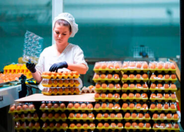 AGROINFORMACIÓN: l precio del huevo sigue sin tocar techo y se dispara un 30% anual mientras el del aceite de oliva sigue en caída libre y baja un 38%