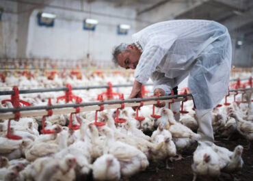 AGROINFORMACIÓN: Por si no había suficientes enfermedades: Activan el protocolo tras detectar un foco de la enfermedad de Newcastle en la C. Valenciana
