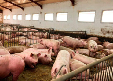 AGROINFORMACIÓN: La «paradoja devastadora» de la peste porcina: Las granjas más seguras de Europa, rehenes de una fauna salvaje descontrolada