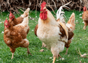 AGROINFORMACIÓN: La Generalitat de Cataluña confirma el sacrificio de todos los animales tras el brote de gripe aviar en una granja de Lleida