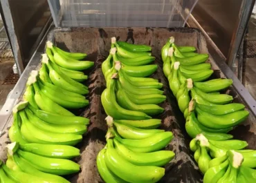 MERCADOS: SynTech Research impulsa soluciones sostenibles frente a las amenazas del plátano
