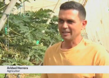 RADIO TELEVISIÓN CANARIA: En 2024, la Comisión Europea, autorizó por primera vez, una Ayuda de Estado para poner en marcha las primeras 100 hectáreas de cultivos Subtropicales. En #GranCanaria quieren aprovechar este nicho de mercado