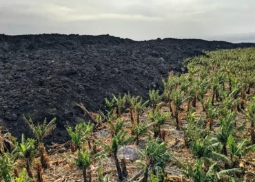 CANARIAS AHORA: Coalición Canaria enmienda los Presupuestos de 2026 para perdonar a plataneros de La Palma los reintegros de ayudas por el volcán